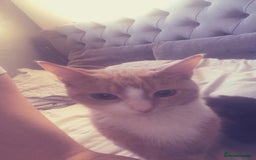 Mixed Breed cats for sale: 1 male 1 female - Advert 2