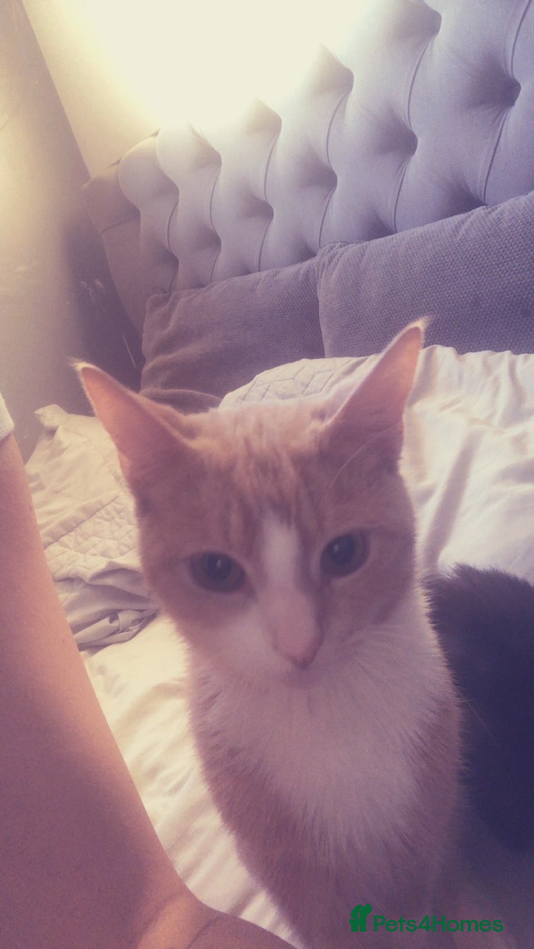 Mixed Breed cats for sale: 1 male 1 female - Advert 2