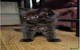 Maine Coon cats for sale: Stunning Maine Coon X  - Image 2