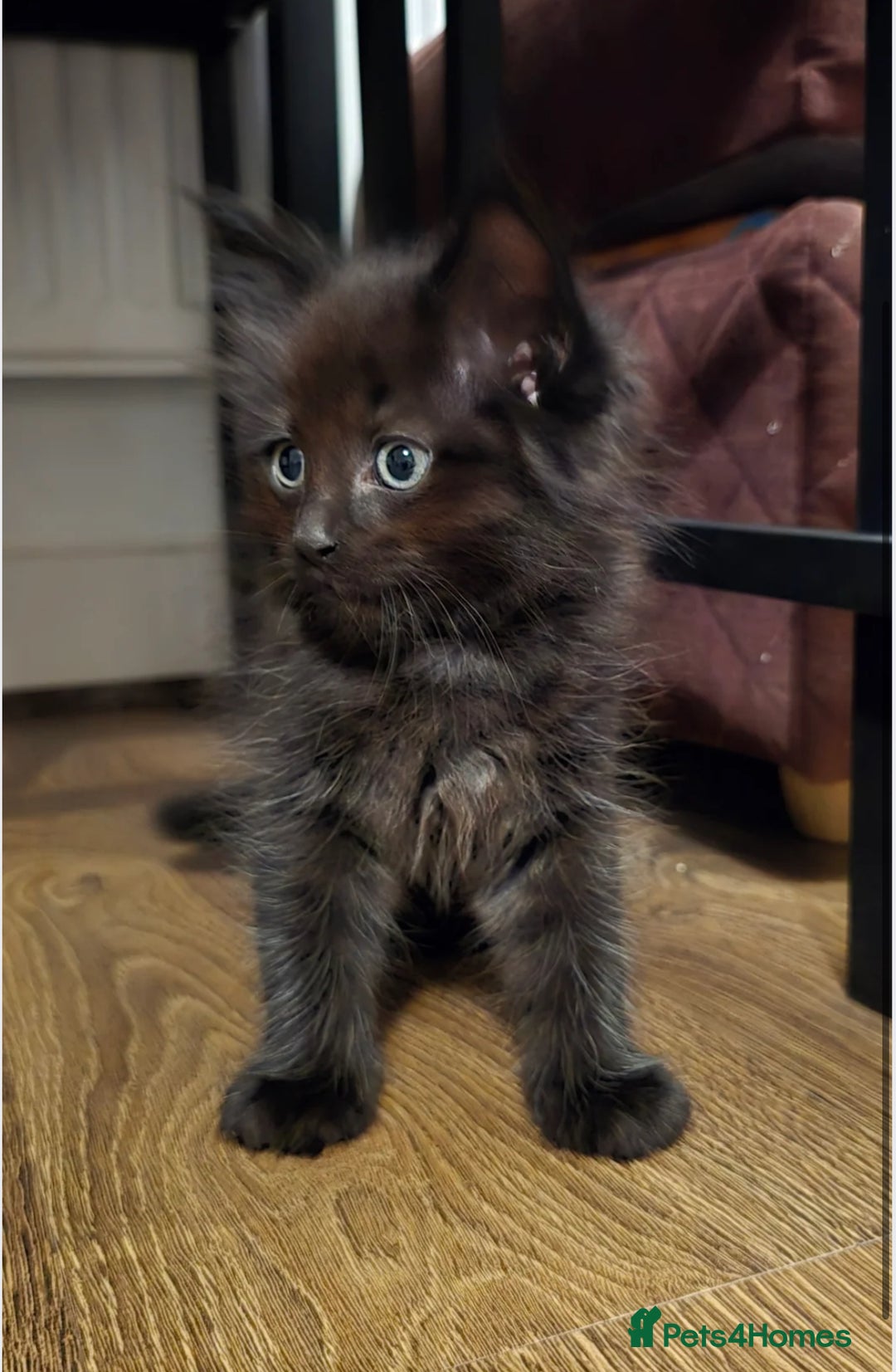 Maine Coon cats for sale: Stunning Maine Coon X  - Image 2