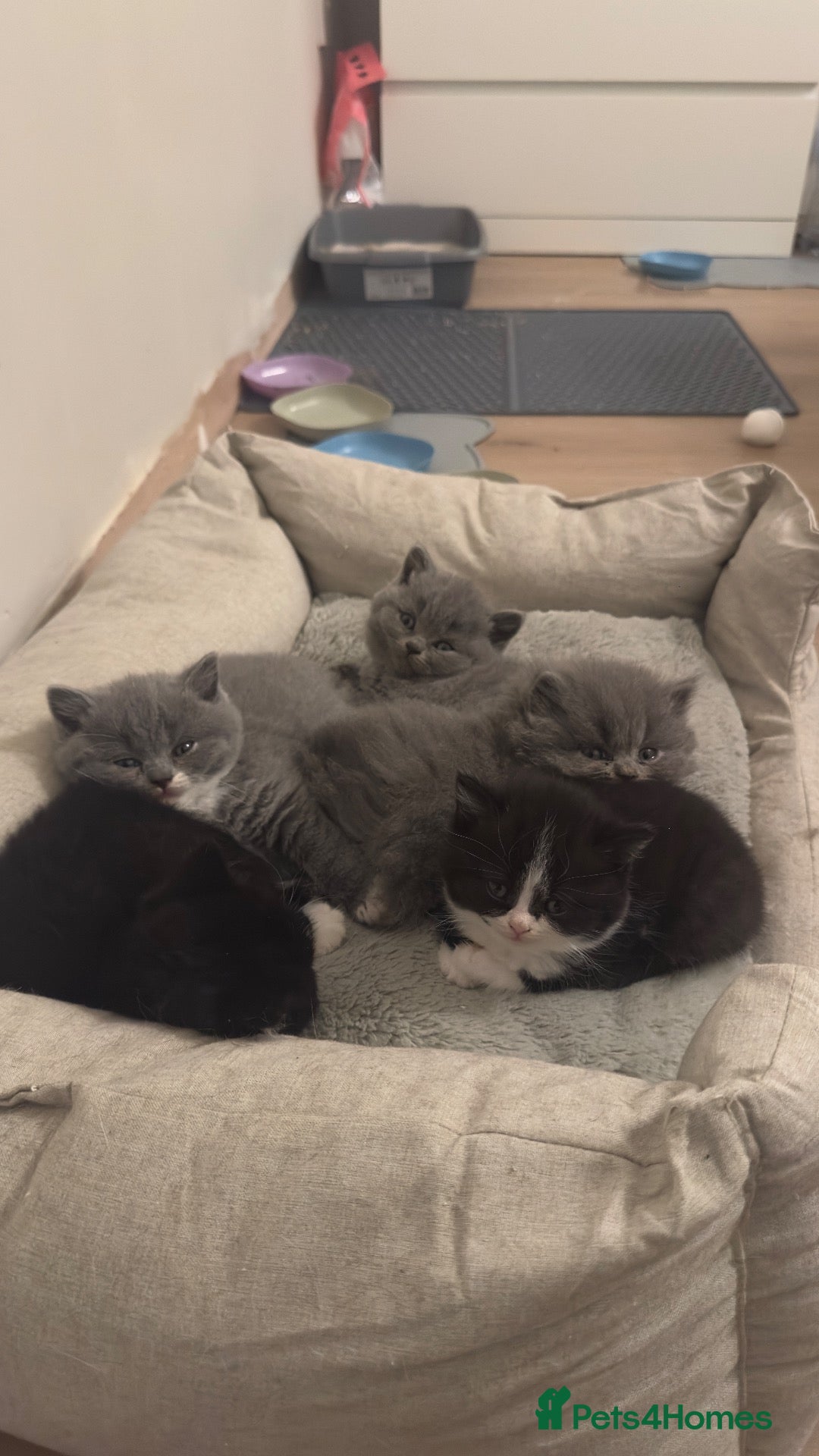 British Shorthair cats Beautiful & Healthy British Shorthair Kittens - Advert 3
