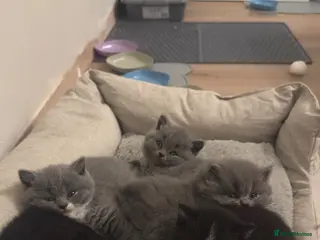 British Shorthair cats Beautiful & Healthy British Shorthair Kittens - Advert 3