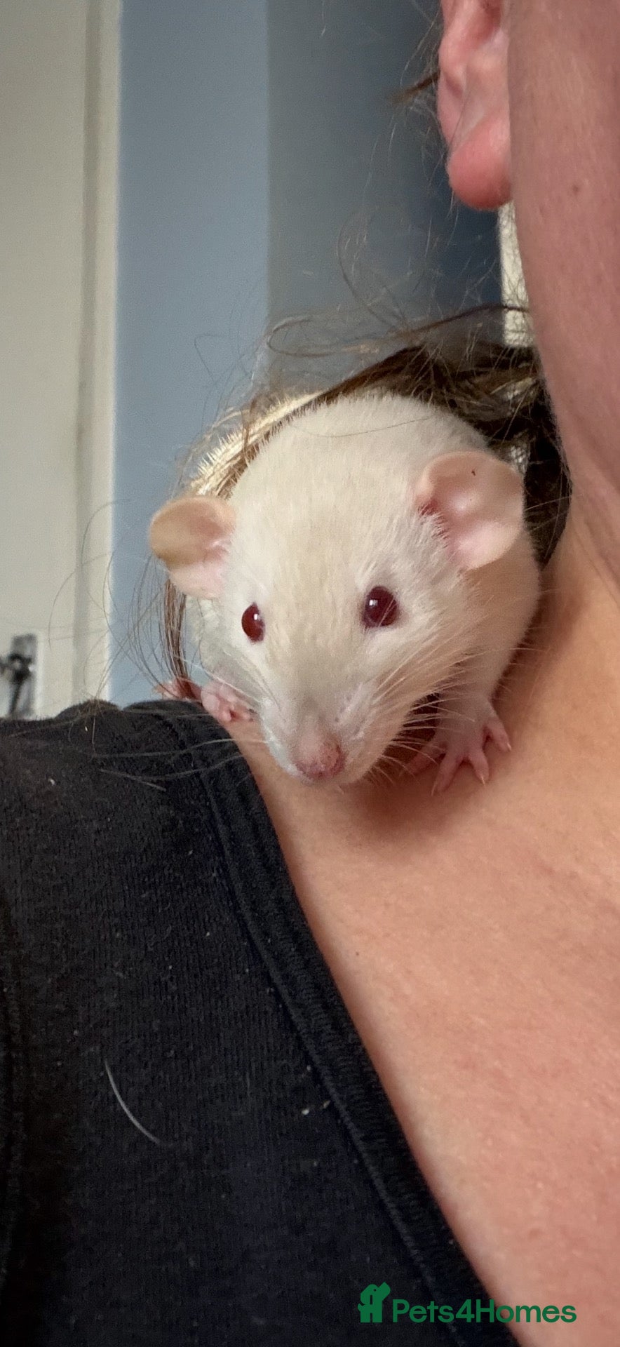 Rat rodents Super Tame Dumbo Siamese Rats Looking For ❤️ Homes - Advert 2