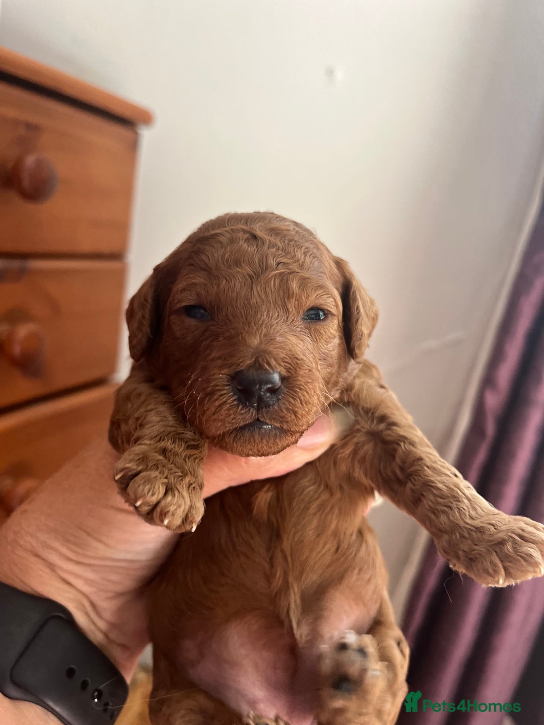 Cockapoo dogs for sale: Gorgeous F1b fox red cockapoo puppies  - Image 22