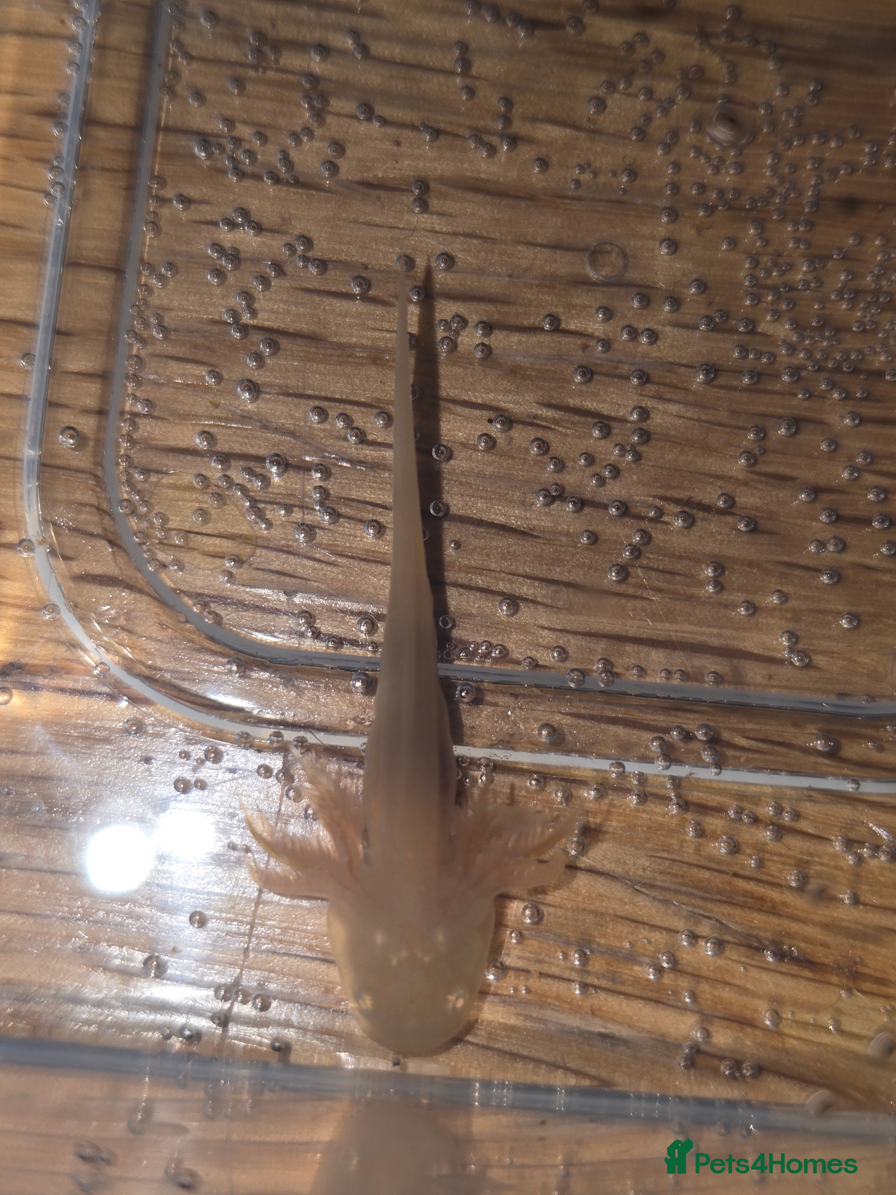 Other/Mixed Breed fish Baby axolotl  - Advert 1