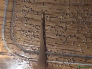 Other/Mixed Breed fish Baby axolotl - Advert 4