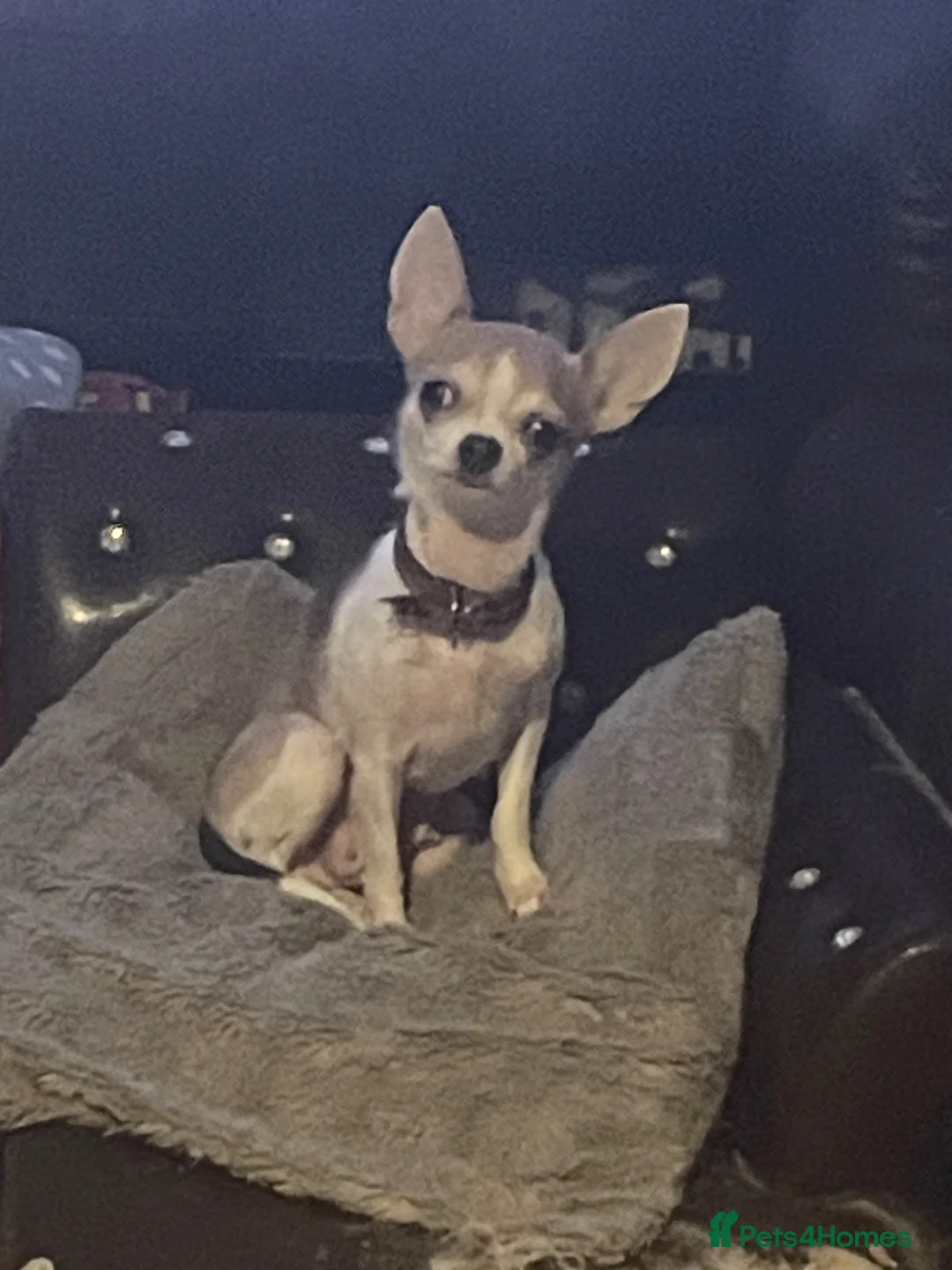 Chihuahua dogs for sale: super smart and small boys are still available  - Advert 8