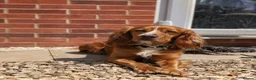 Cocker Spaniel dogs for sale: ✨ Kc Reg Working Cocker Spaniel Puppies  - Advert 18