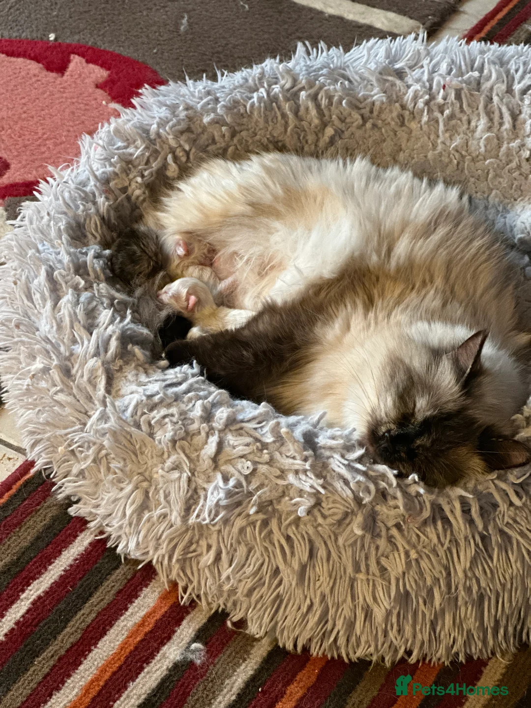 Ragdoll cats for sale: Female Ragdoll Kitten - Advert 2