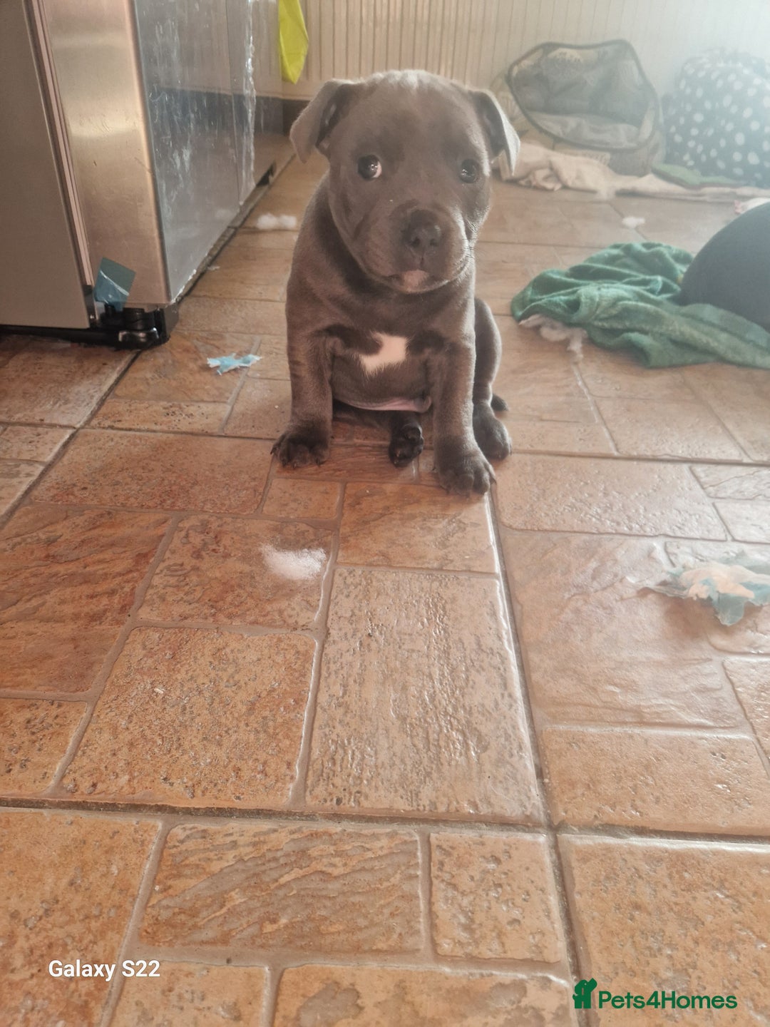 Staffordshire Bull Terrier dogs for sale: PIRO X PHARAON BLUE PUPS - Advert 22