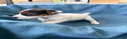 Jack Russell dogs for sale: Beautiful Jack Russell pups, petite, smooth coat.  - Advert 18