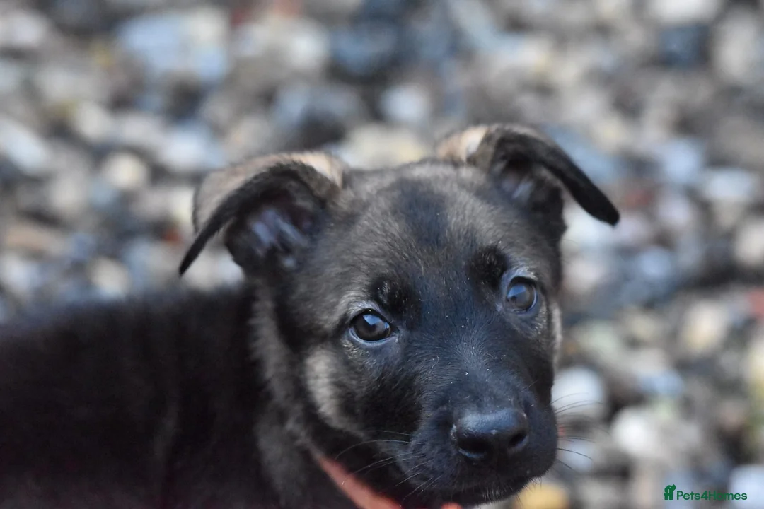 Mixed Breed dogs for sale: GSD × Dutch Herder – Top European Working Lines - Advert 6