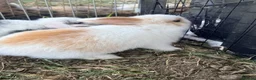 Mini Lop rabbits for sale: Pure Mini lops 6 weeks old - Advert 10