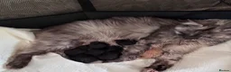 Maine Coon cats for sale: 🐾 BEAUTIFUL BLACK SMOKE MAINE COON KITTENS 🐾 - Advert 10