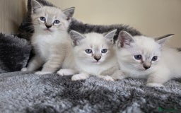 Ragdoll cats for sale: Ragdoll Cross kittens  - Image 9