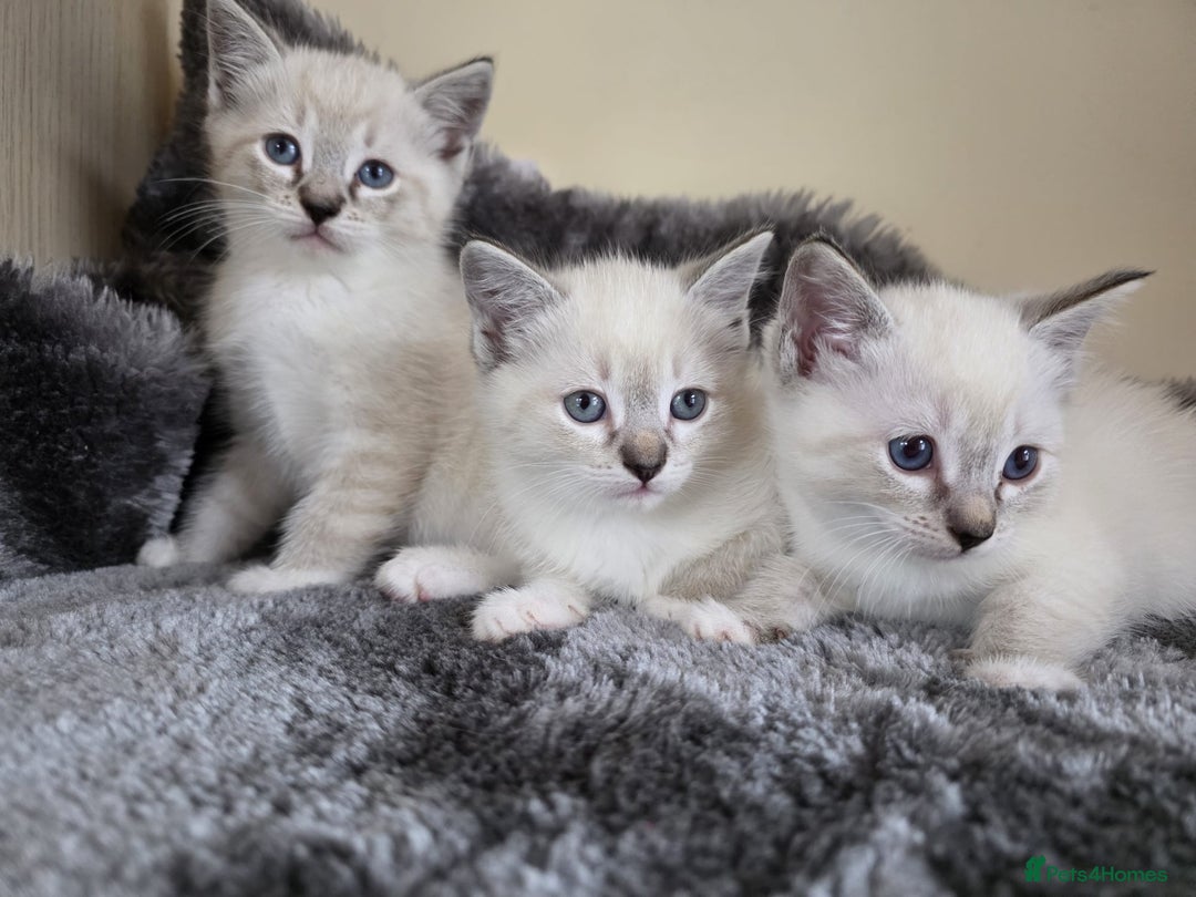 Ragdoll cats for sale: Ragdoll Cross kittens  - Image 9