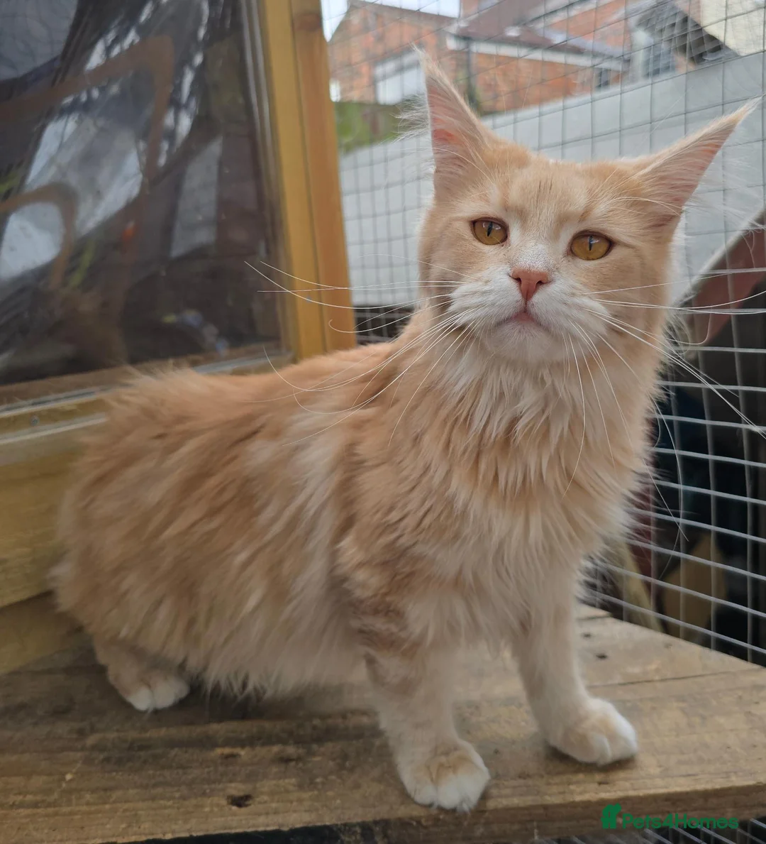 Maine Coon cats for sale: Active Cream Tabby Maine Coon Female - Advert 12
