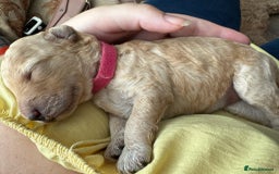 Goldendoodle dogs for sale: Beautiful Goldendoodles - Image 2