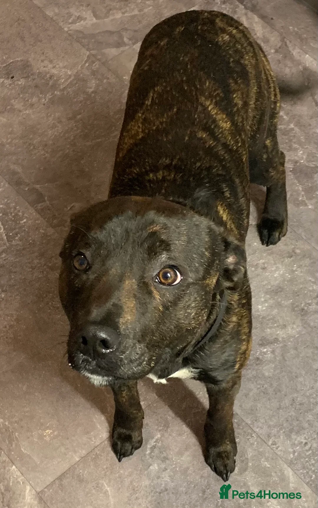 Staffordshire Bull Terrier dogs for sale: Sad sale of our much loved staff rolo   - Advert 3