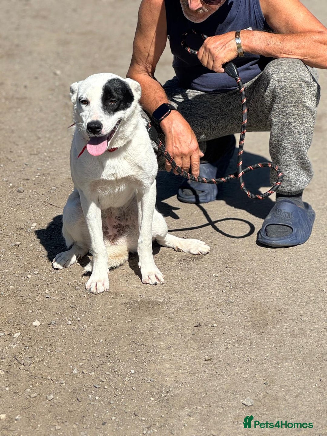 Mixed Breed dogs for adoption: LUCY - a Superb young Girl for a Loving Home - Image 24