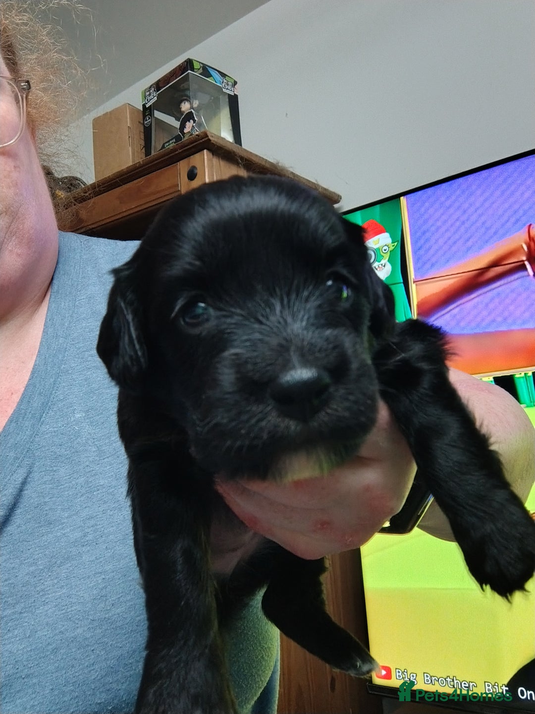 Mixed Breed dogs for sale: READY!! Sprocker jack pups + free bag in Hereford - Image 16