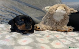 Dachshund dogs for sale: Standard smooth dachshunds from champion parents - Image 12