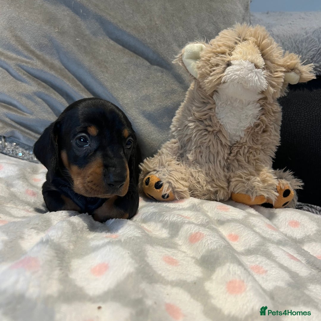 Dachshund dogs for sale: Standard smooth dachshunds from champion parents - Image 12