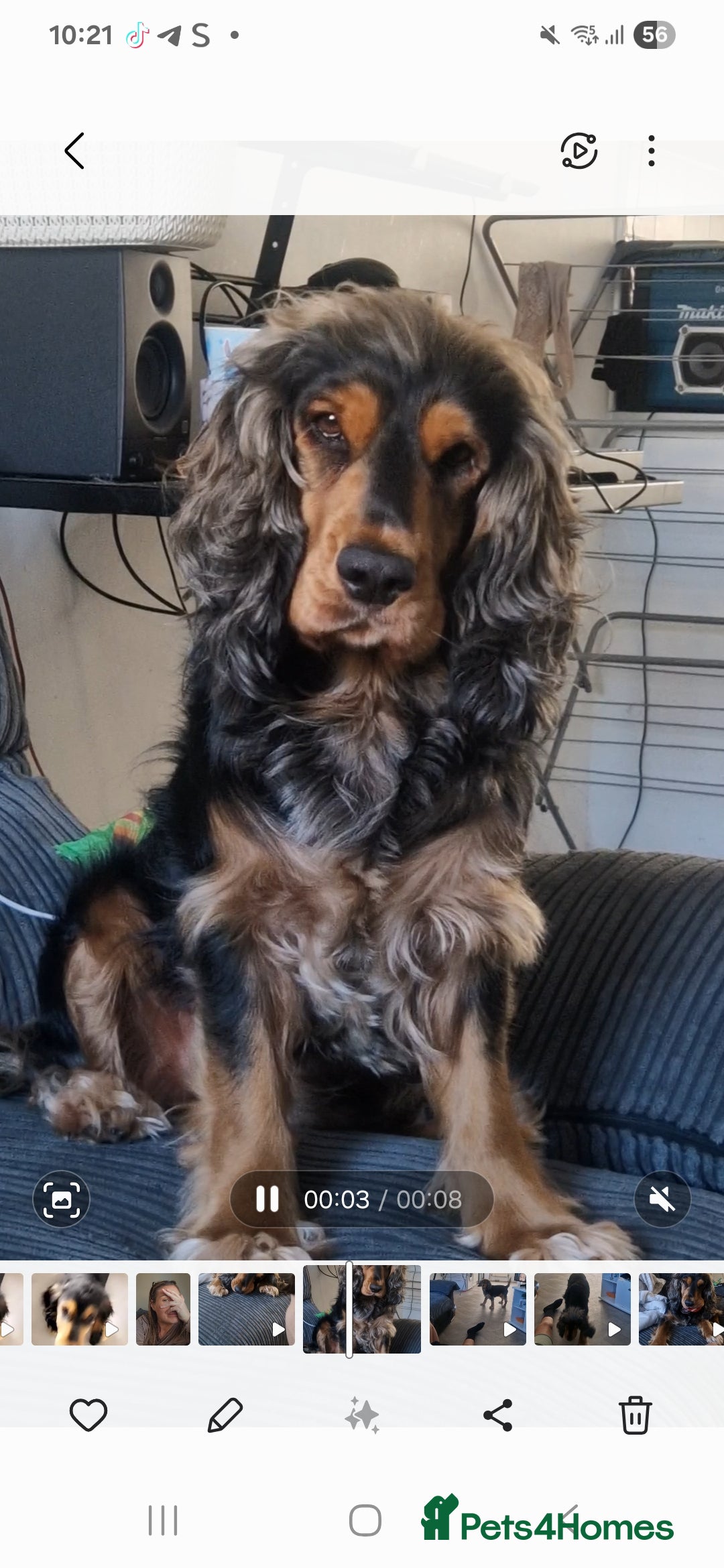 Cocker Spaniel dogs for stud: Dog for stud - Advert 1