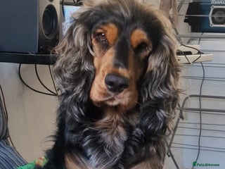 Cocker Spaniel dogs Dog for stud - Advert 1
