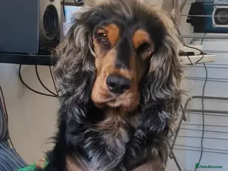 Cocker Spaniel dogs Dog for stud - Advert 8