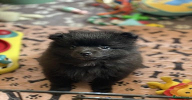 Pomeranian dogs - Advert 4