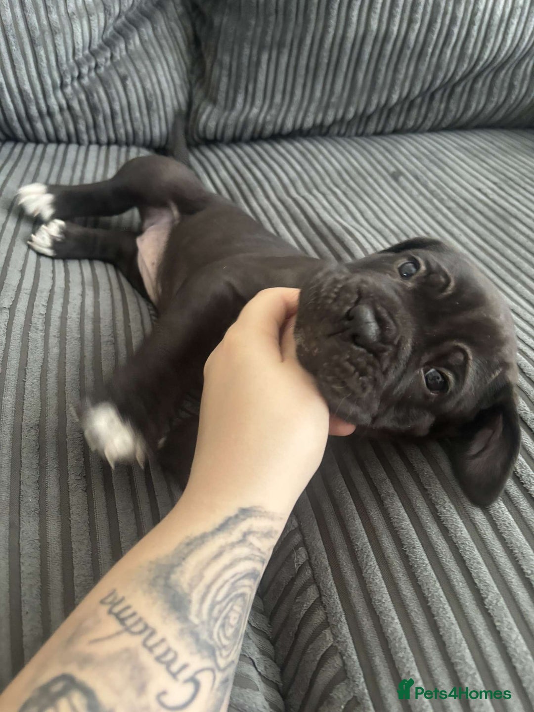 Cane Corso dogs for sale: 5 beautiful cane corso puppies nearly ready to go  - Image 3