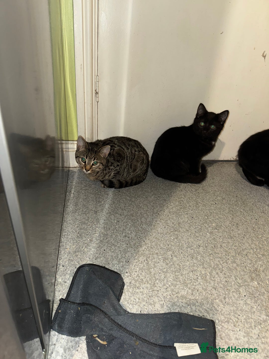 Mixed Breed cats for sale: Male kittens - Advert 4