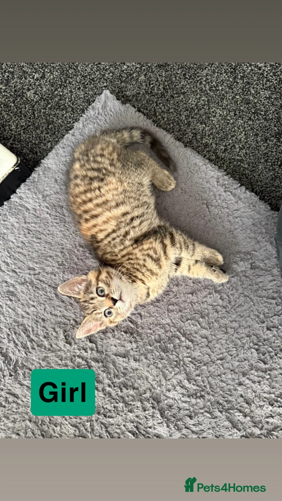 Bengal cats for sale: Kittens for sale ! - Advert 2