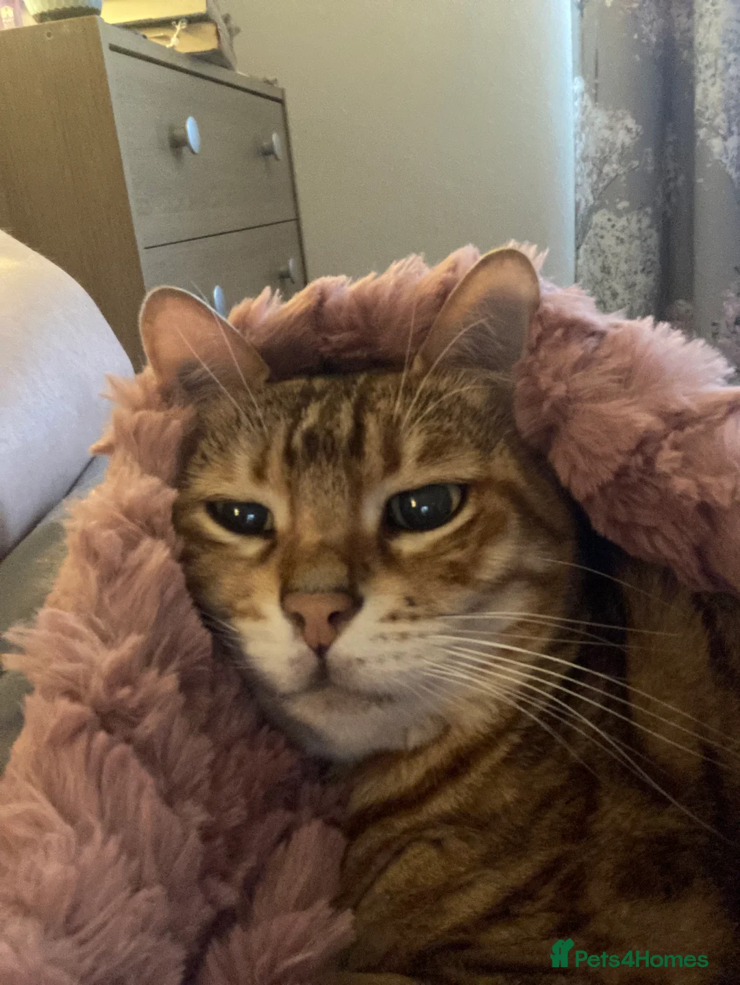 Bengal cats for sale: Beautiful Bengal girl - Advert 11