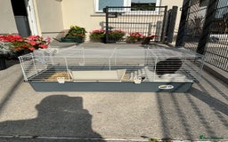 Mini Lop rabbits for sale: Pure bred mini lop  - Image 1