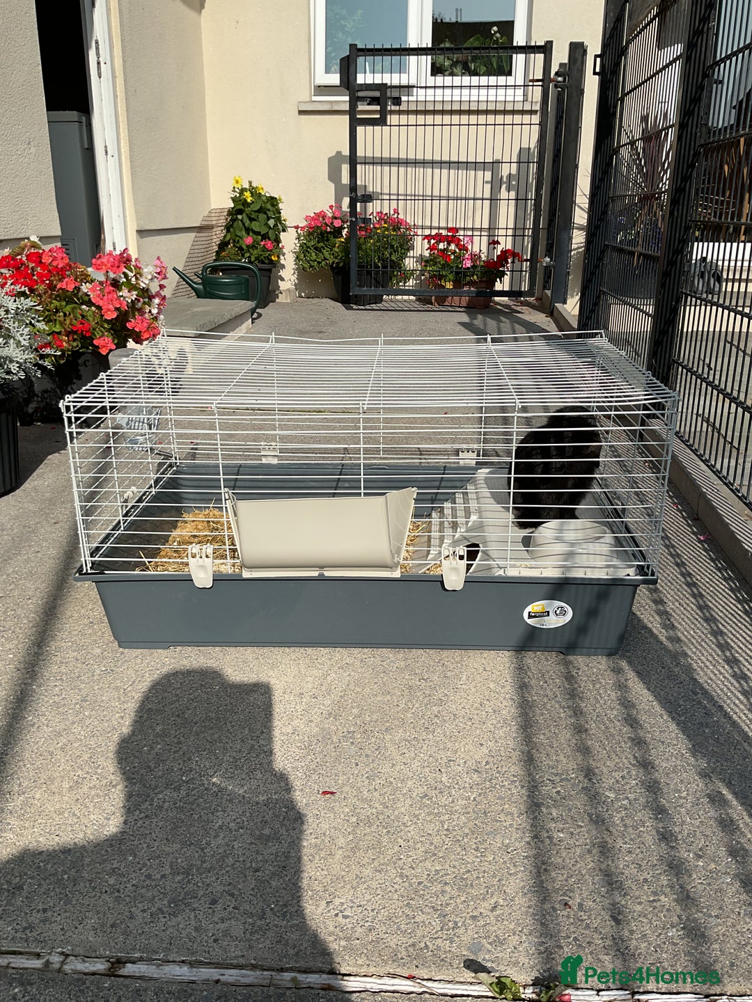 Mini Lop rabbits for sale: Pure bred mini lop  - Image 1