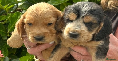 Cocker Spaniel dogs - Advert 11