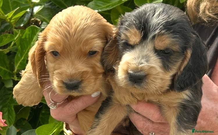 Cocker Spaniel dogs - Advert 7