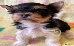 Yorkshire Terrier dogs for sale: York puppies for sale - Image 31