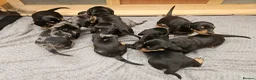 Dachshund dogs for sale: Dachshunds 8 Puppies only 2 girls 1 boy left - Advert 9