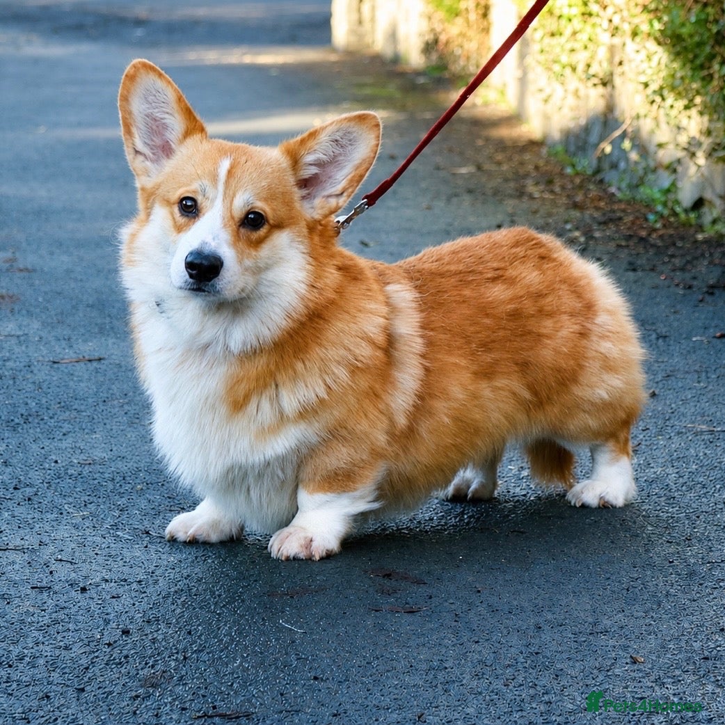 Welsh Corgi Pembroke dogs Quality KC Reg Pembroke Corgis - Advert 6