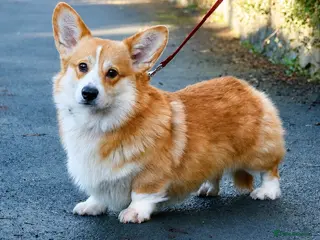 Welsh Corgi Pembroke dogs Quality KC Reg Pembroke Corgis - Advert 2