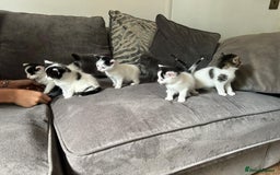 Mixed Breed cats for sale: Ragdoll cross - Image 2