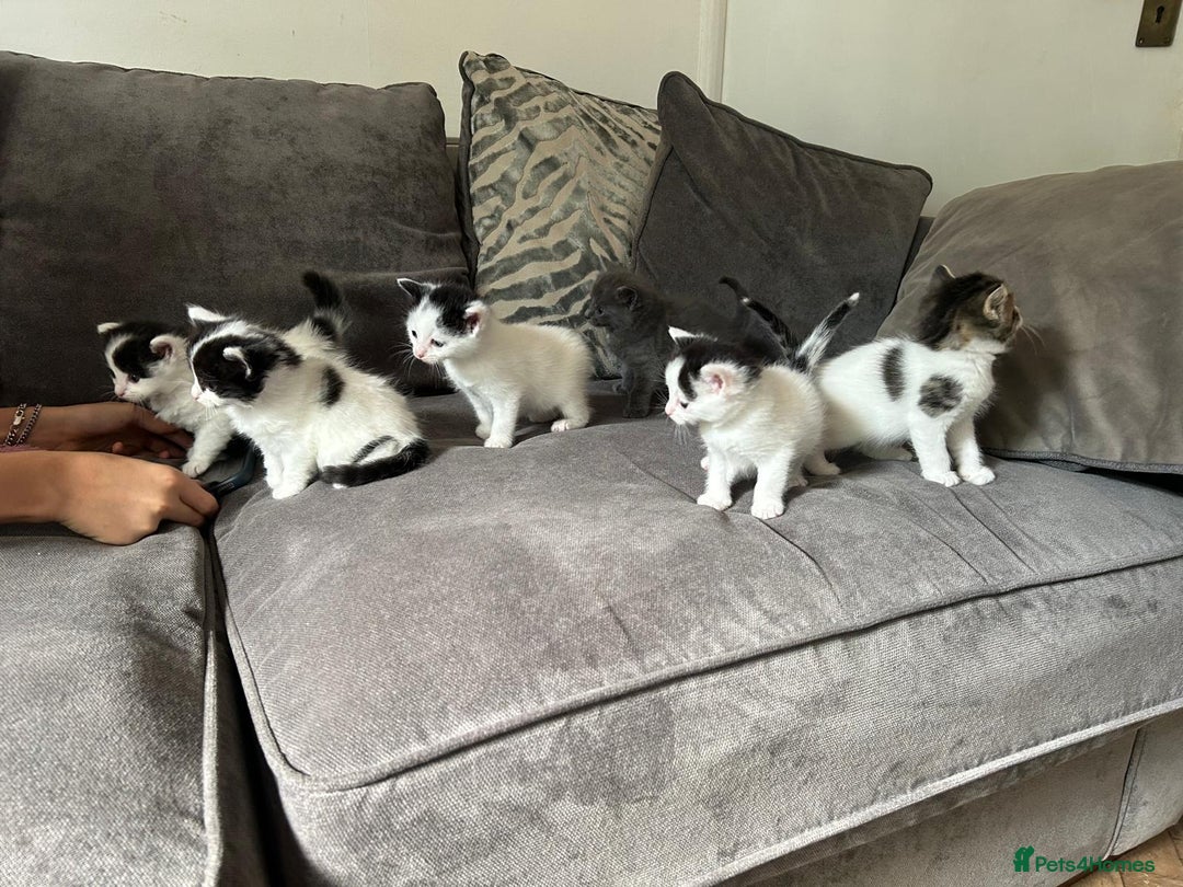 Mixed Breed cats for sale: Ragdoll cross - Image 2