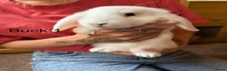 Mini Lop rabbits for sale: Beautiful babies mini lops - Advert 9