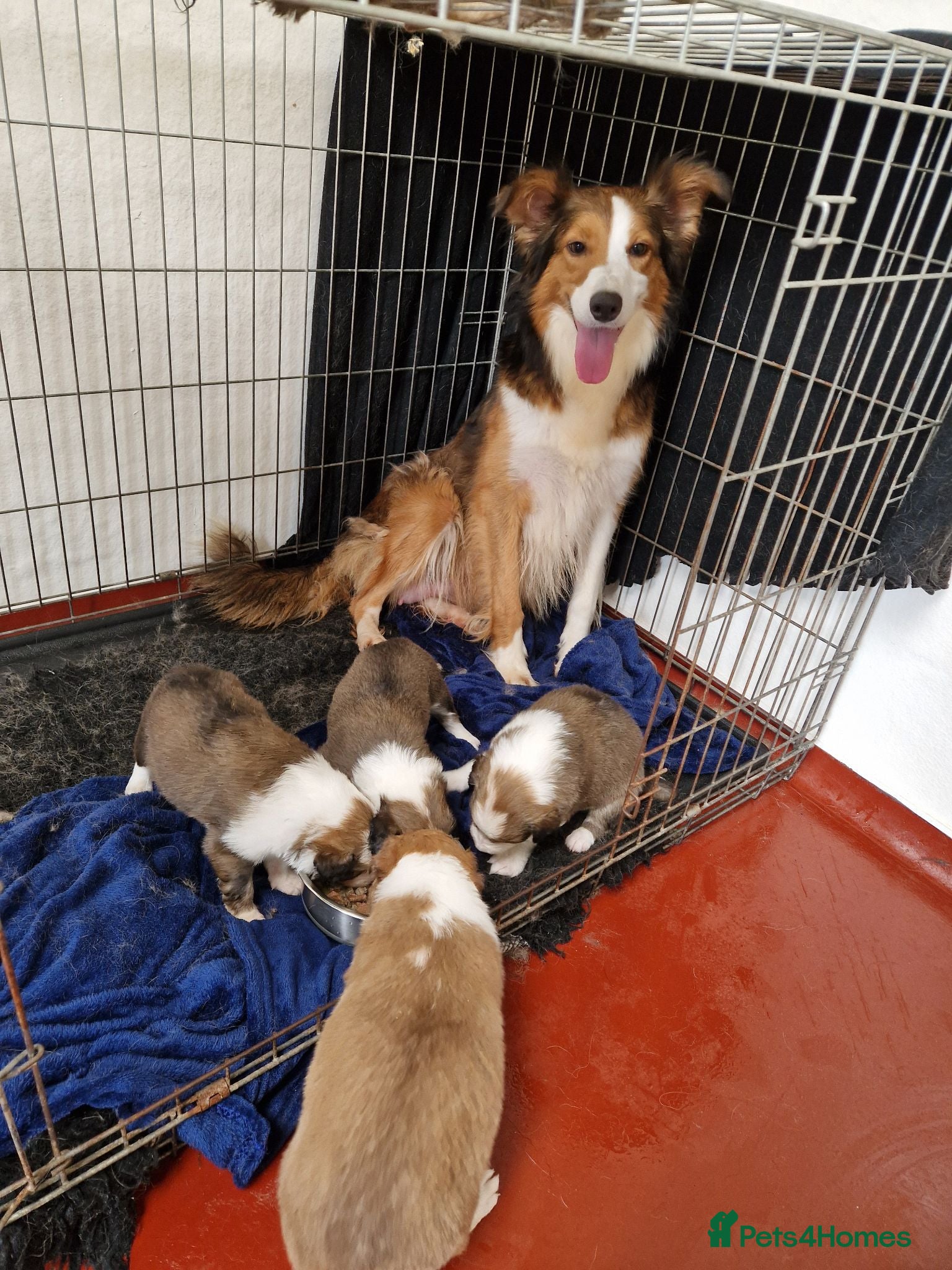 Border Collie dogs Stunning Border Collie Pups - Advert 2