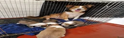 Border Collie dogs for sale: Stunning Border Collie Pups - Advert 2