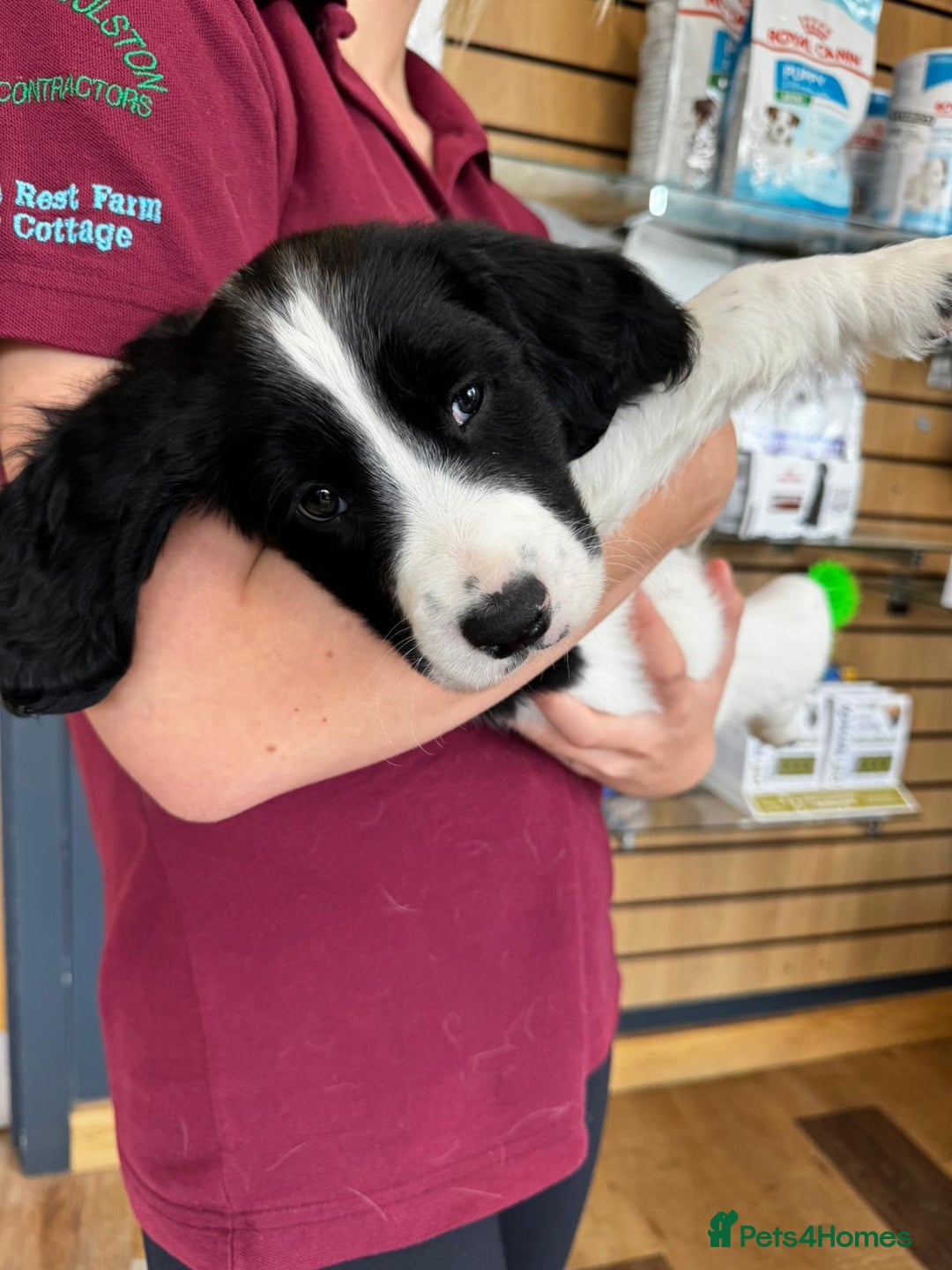 English Springer Spaniel dogs for sale: English Springer Spaniel dogs - Image 9