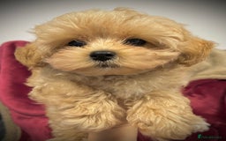 Toy Poodle dogs for sale: 🌟 Stunning Champagne Asian Toy Poodle Boy🌟 - Advert 17